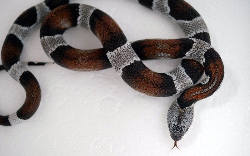 king snake pet