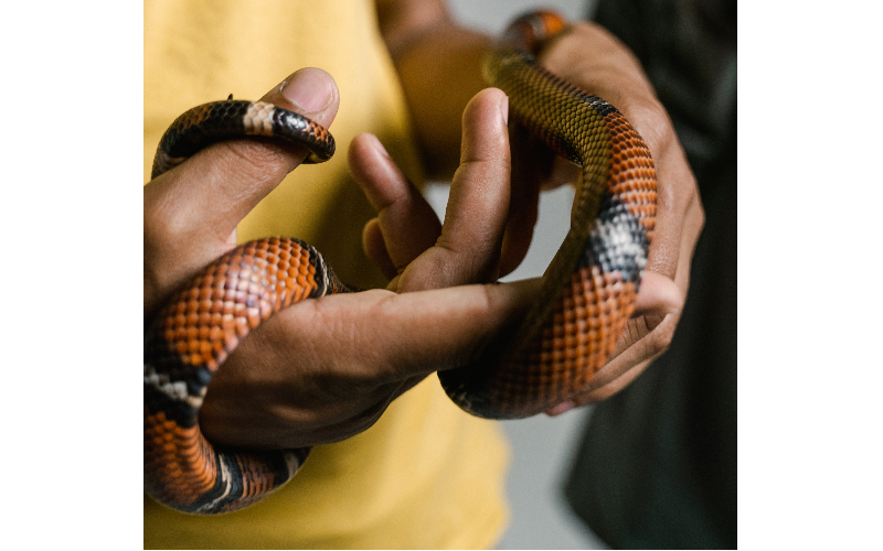 snake-handling