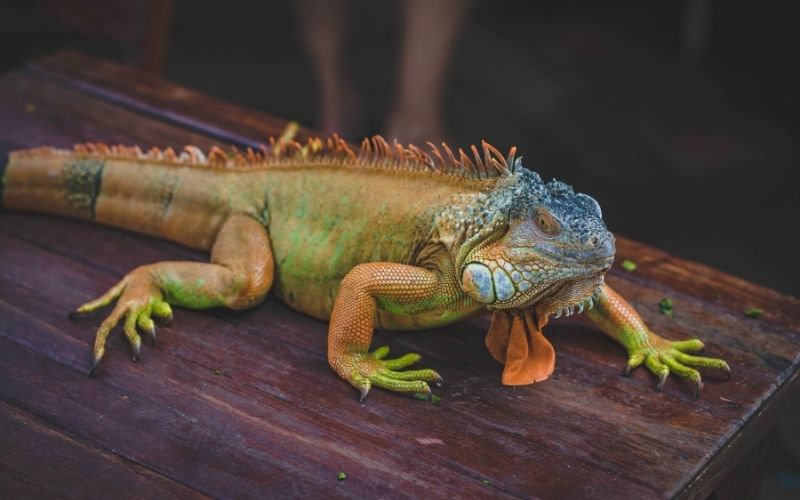 Can Iguanas Safely Indulge in Nutritious Bok Choy?