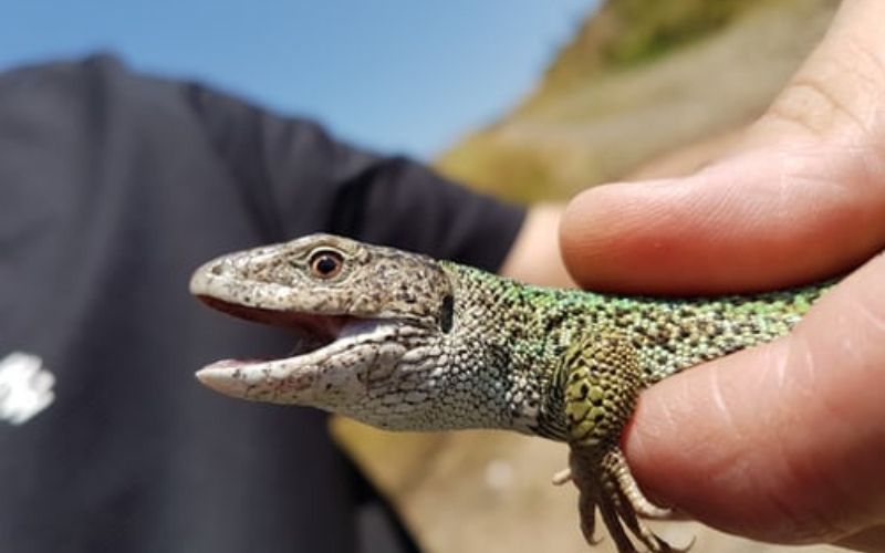 pet lizards for kids